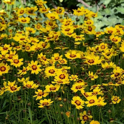 Picture of Coreopsis - Grandiflora Sunkiss